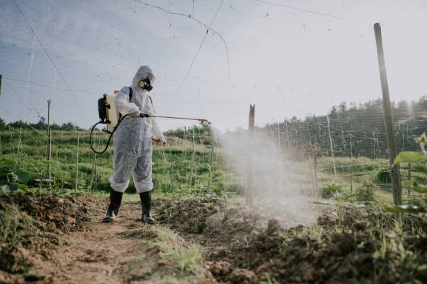 Best Pest Removal Services  in Elizabeth Lake, CA