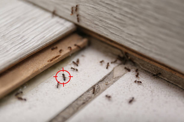 Best Pest Prevention Services  in Elizabeth Lake, CA