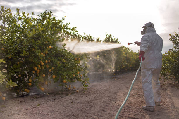 Best Pest Inspection Near Me  in Elizabeth Lake, CA
