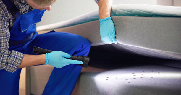 Best Flea Control Services  in Elizabeth Lake, CA