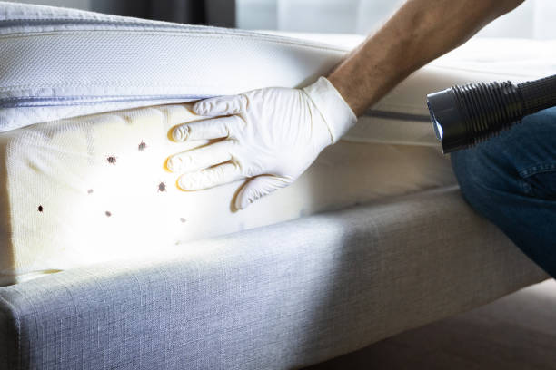 Best Wasp Removal Services  in Elizabeth Lake, CA