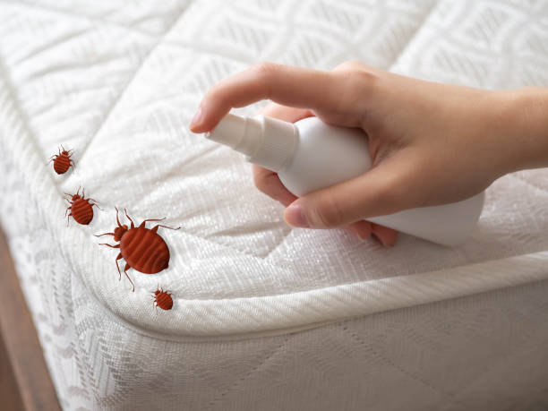 Best Ant Control Services  in Elizabeth Lake, CA