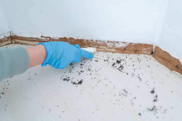 Best Termite Control Services  in Elizabeth Lake, CA