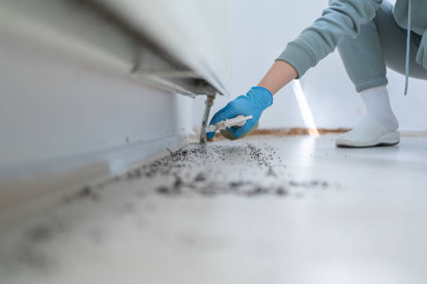 Best Best Pest Control Companies  in Elizabeth Lake, CA